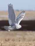 Белая сова фото (Nyctea scandiaca) - изображение №1649 onbird.ru.<br>Источник: sdakotabirds.com